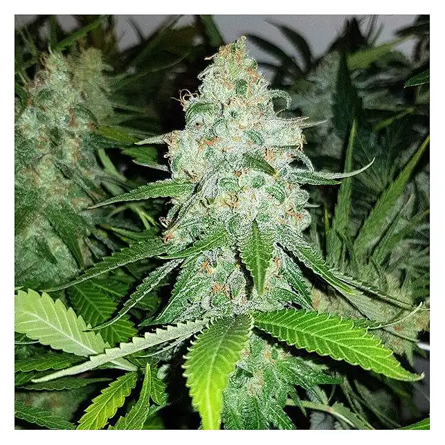 Royal AK - Royal Queen Seeds 1