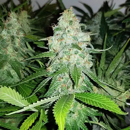 Royal AK - Royal Queen Seeds 1