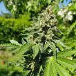 Royal AK - Royal Queen Seeds 2
