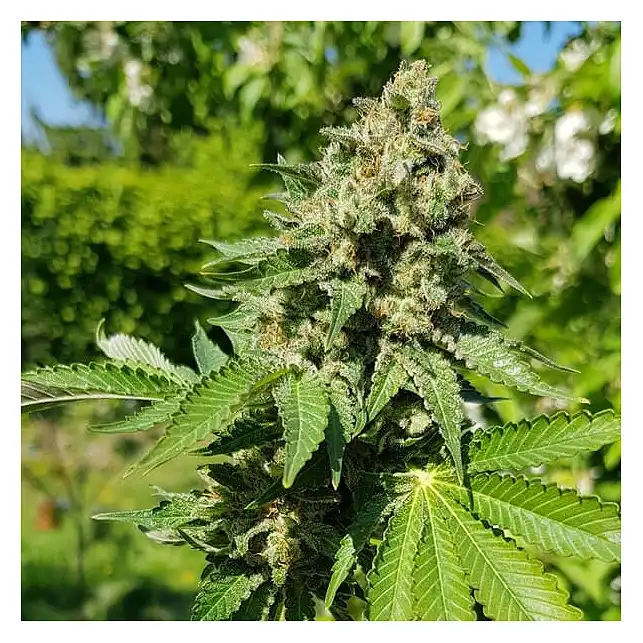 Royal AK - Royal Queen Seeds 2