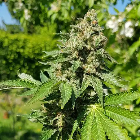 Royal AK - Royal Queen Seeds 2