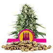Royal AK - Royal Queen Seeds 3