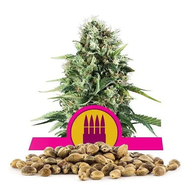 Royal AK - Royal Queen Seeds 3