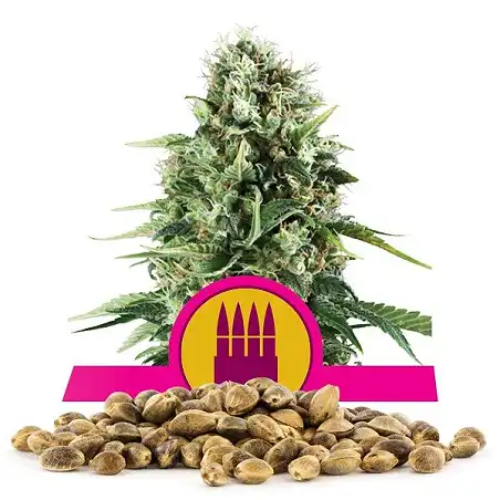 Royal AK - Royal Queen Seeds 3