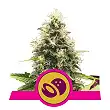 Somango XL - Royal Queen Seeds 3