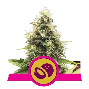 Somango XL - Royal Queen Seeds 3