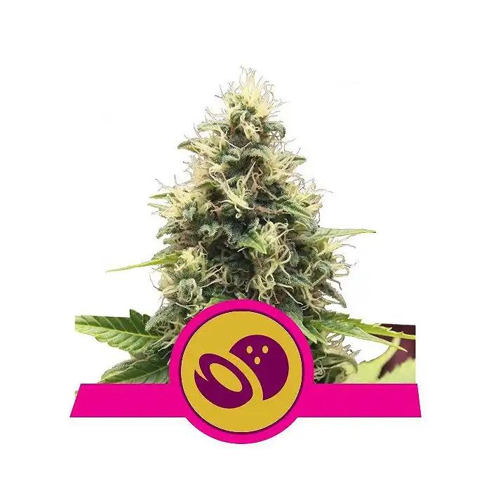 Somango XL - Royal Queen Seeds 3
