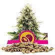 Somango XL - Royal Queen Seeds 1