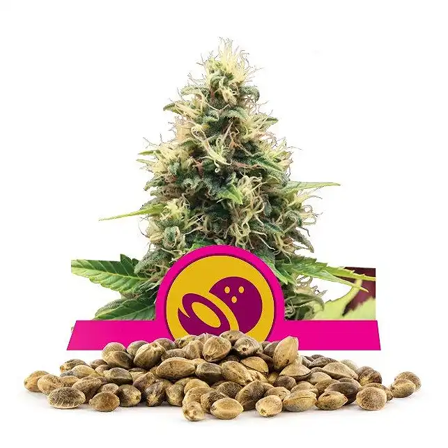 Somango XL - Royal Queen Seeds 1