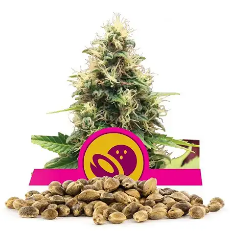 Somango XL - Royal Queen Seeds 1
