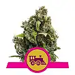 Candy Kush Express-Fast - Royal Queen Seeds 3