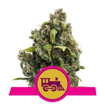 Candy Kush Express-Fast - Royal Queen Seeds 3
