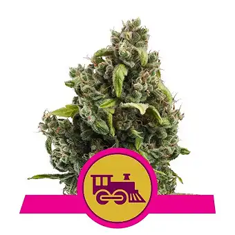 Candy Kush Express-Fast - Royal Queen Seeds 3