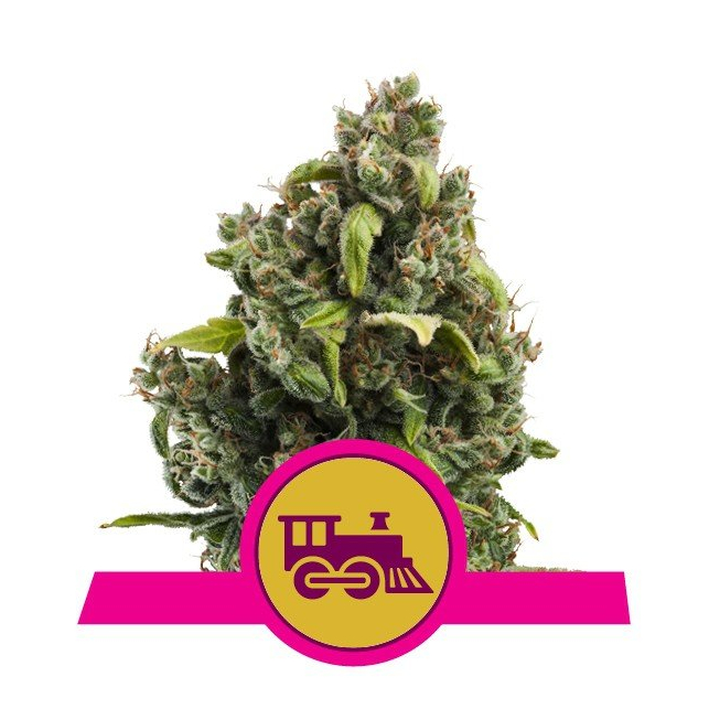 Candy Kush Express-Fast - Royal Queen Seeds 3