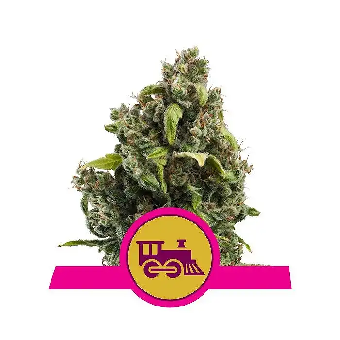 Candy Kush Express-Fast - Royal Queen Seeds 3