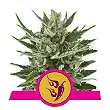 Speedy Chile - Royal Queen Seeds 3
