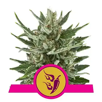 Speedy Chile - Royal Queen Seeds 3
