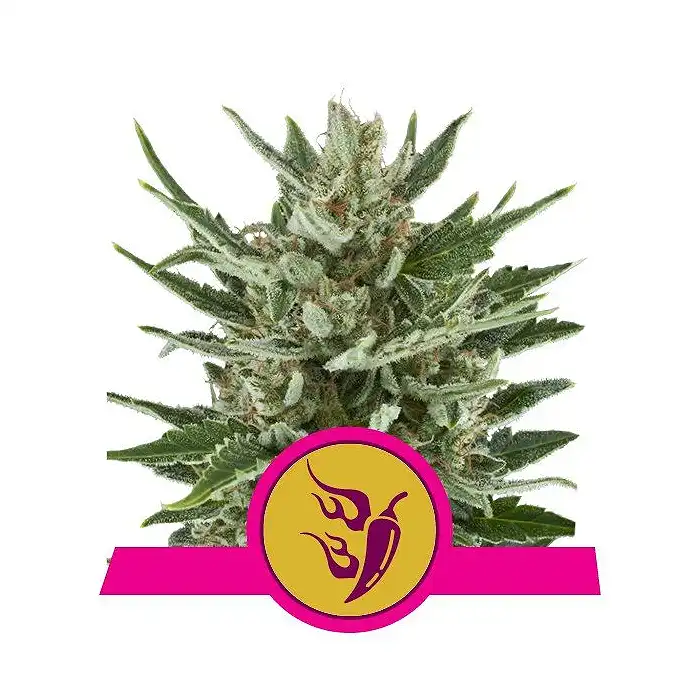 Speedy Chile - Royal Queen Seeds 3