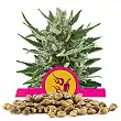 Speedy Chile - Royal Queen Seeds 1