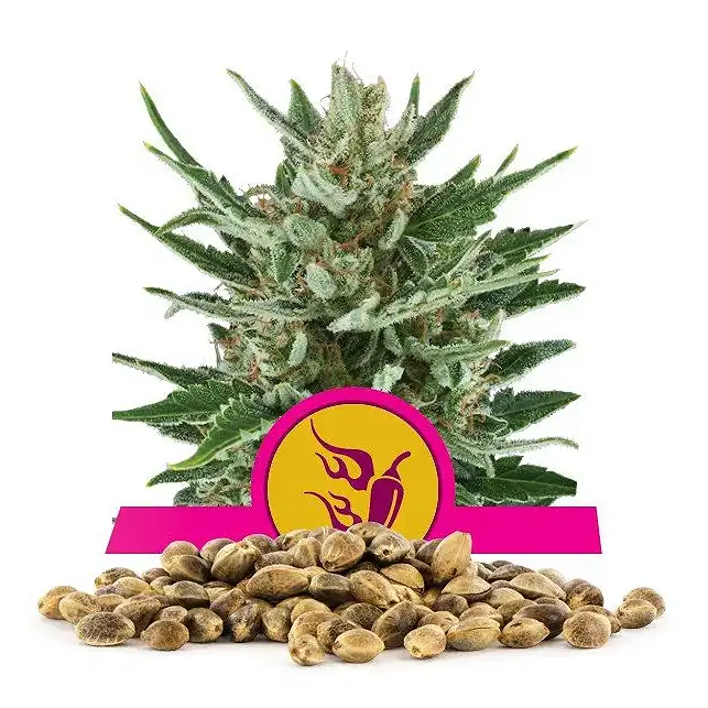 Speedy Chile - Royal Queen Seeds 1