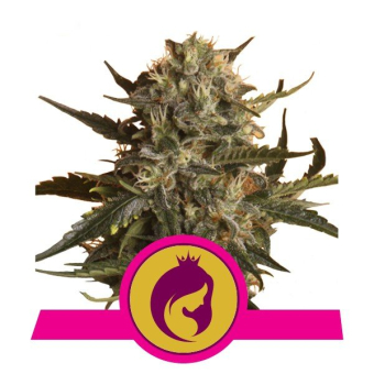 Royal Madre - Royal Queen Seeds 3