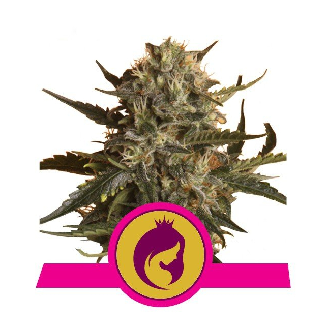 Royal Madre