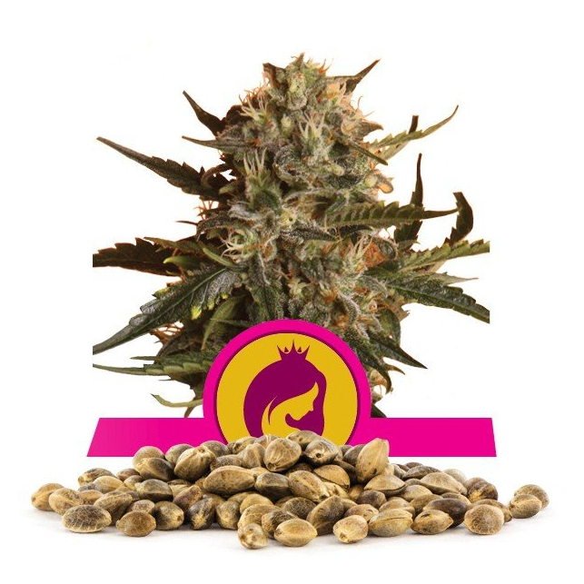 Royal Madre - Royal Queen Seeds 3