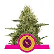 Northern Light - Royal Queen Seeds 7