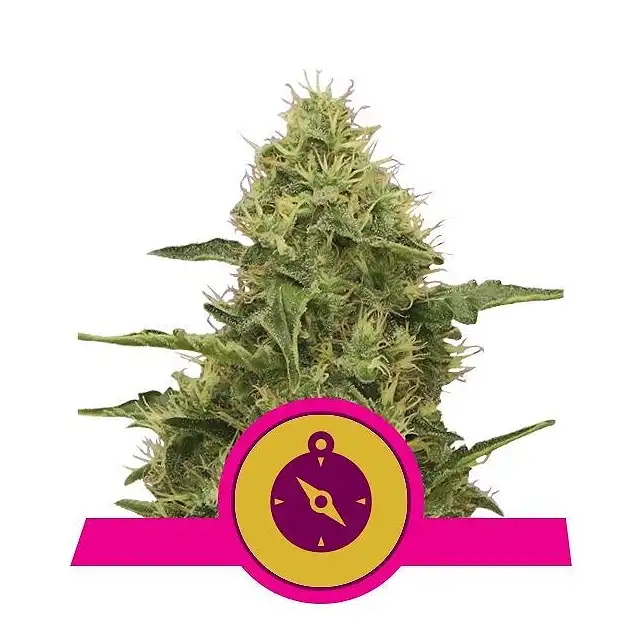 Northern Lights - Royal Queen Seeds 7