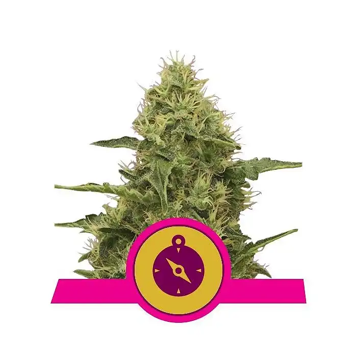 Northern Light - Royal Queen Seeds 7