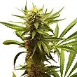 Northern Light - Royal Queen Seeds