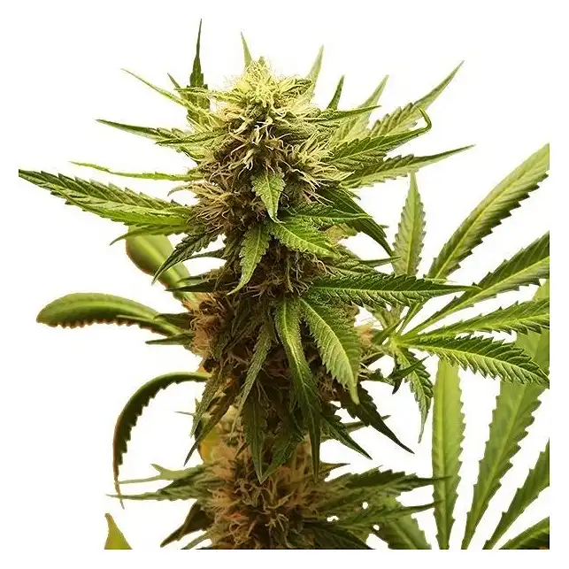 Northern Light - Royal Queen Seeds