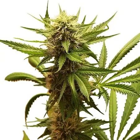 Northern Light - Royal Queen Seeds