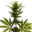 Northern Light - Royal Queen Seeds 1