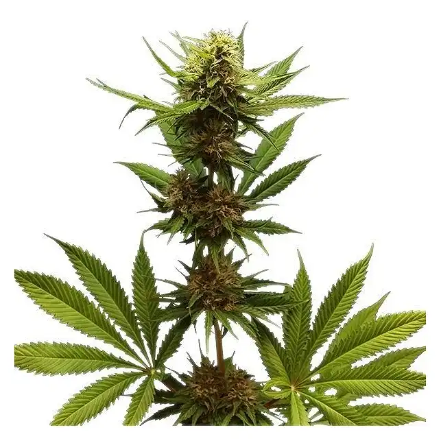 Northern Light - Royal Queen Seeds 1