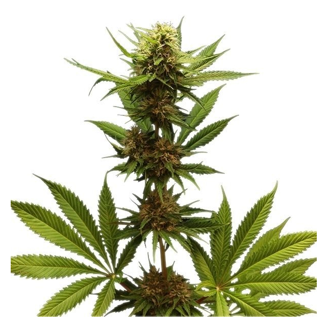 Northern Lights