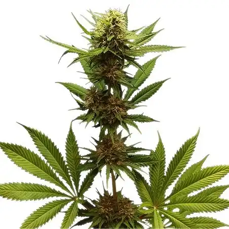 Northern Light - Royal Queen Seeds 1