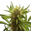 Northern Lights - Royal Queen Seeds 2 Northern Lights - Royal Queen Seeds 2
