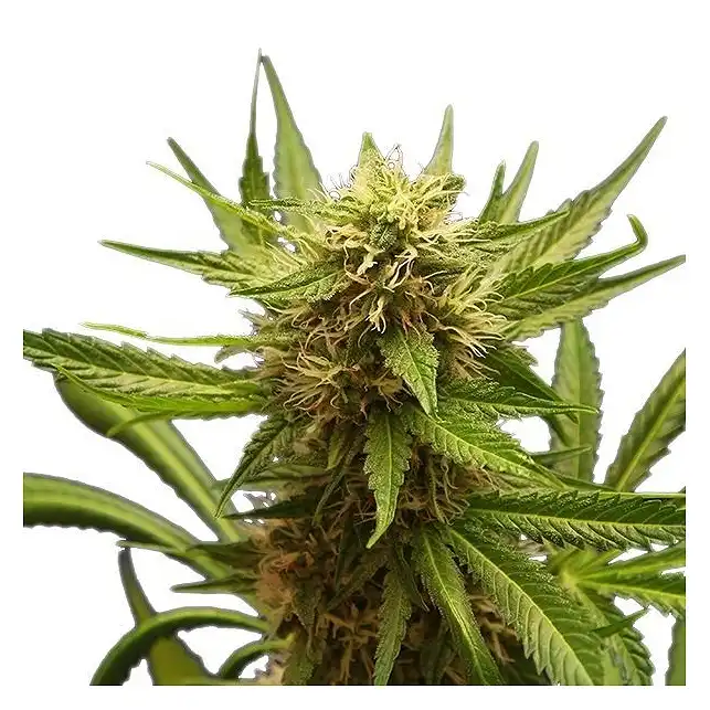 Northern Light - Royal Queen Seeds 2
