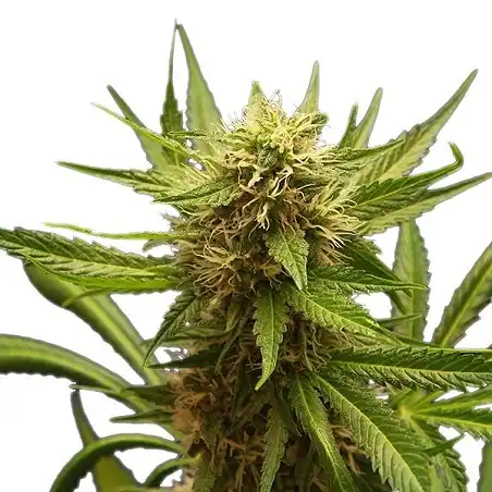 Northern Light - Royal Queen Seeds 2