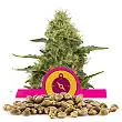 Northern Light - Royal Queen Seeds 5