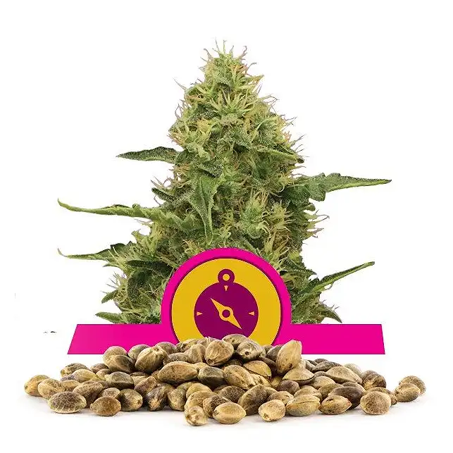 Northern Light - Royal Queen Seeds 5