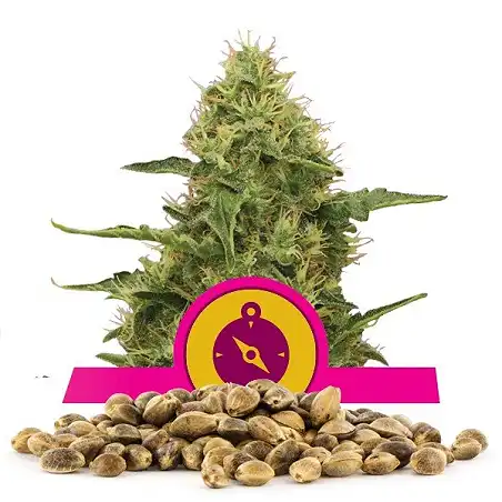 Northern Light - Royal Queen Seeds 5
