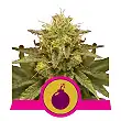 Royal Domina - Royal Queen Seeds 2