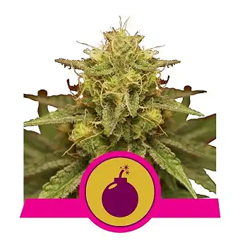 Royal Domina - Royal Queen Seeds 2