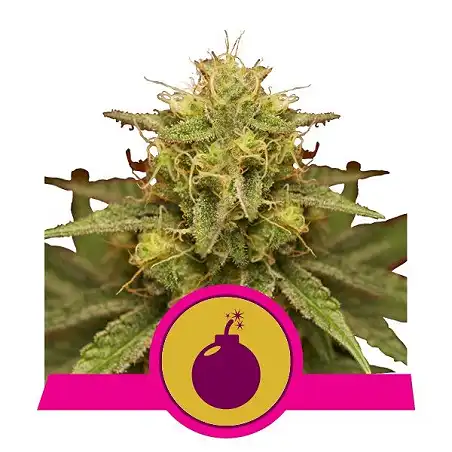Royal Domina - Royal Queen Seeds 2