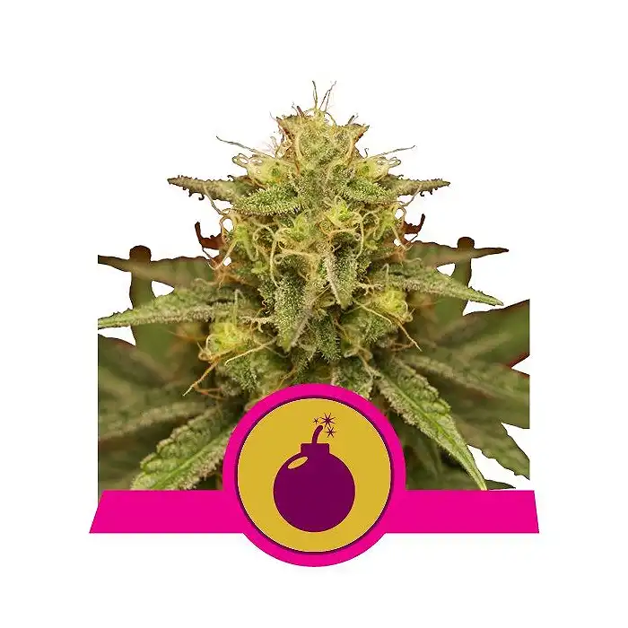 Royal Domina - Royal Queen Seeds 2