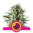 Royal Cookies - Royal Queen Seeds 5