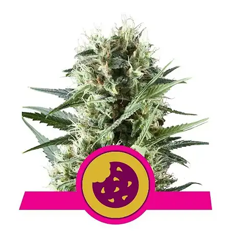 Royal Cookies - Royal Queen Seeds 5