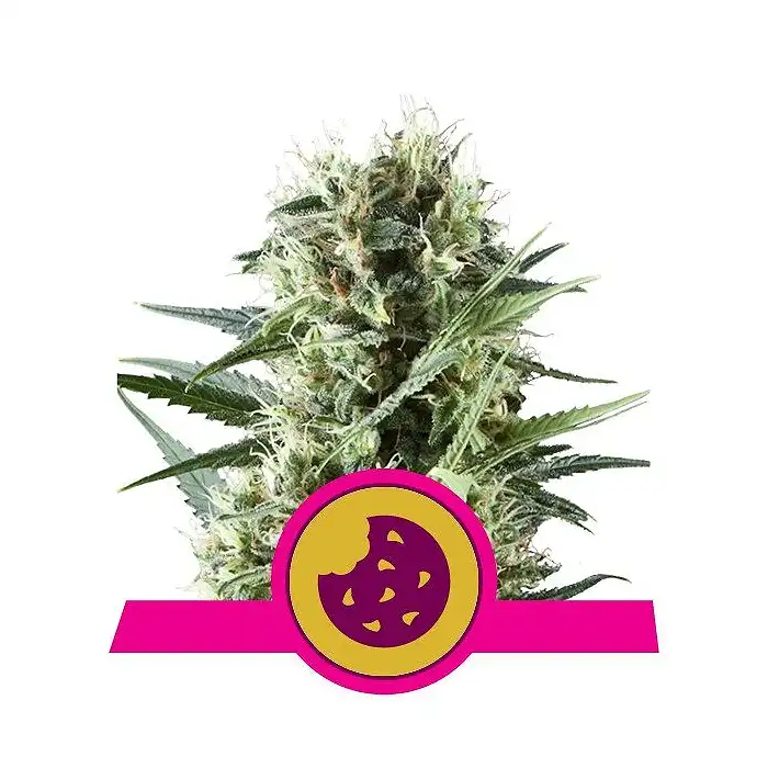 Royal Cookies - Royal Queen Seeds 5